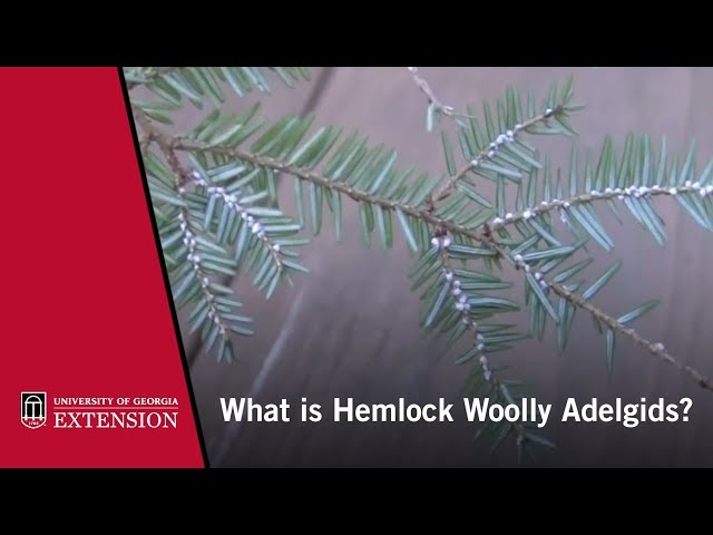 הגיית וידאו של adelgid בשנת אנגלית