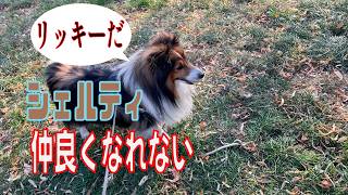 【シェルティ】リッキーと仲良くなれない【フランス田舎暮らし🇫🇷】#犬の散歩 #賢い犬 #犬のいる暮らし #シェルティ