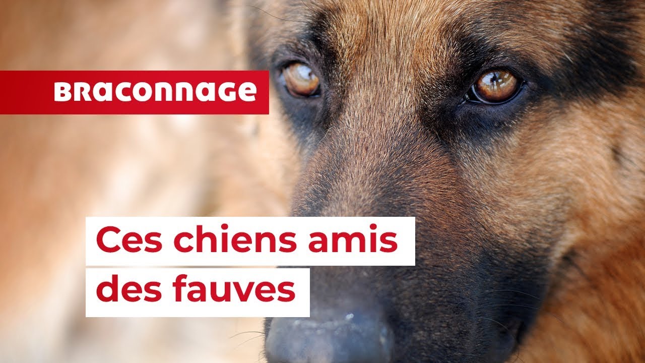Quand les chiens protègent les fauves en Afrique du Sud