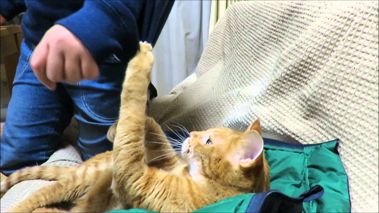 まおが釣れます