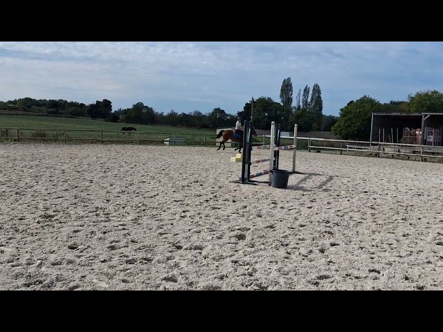 Vend hongre 4 ans
