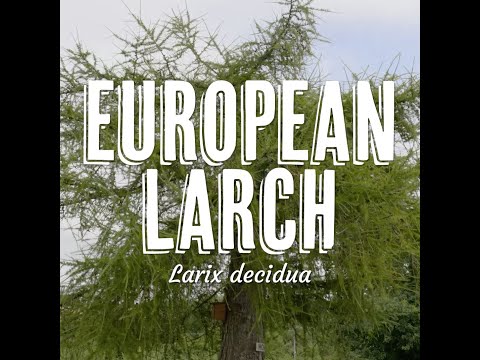 Tree Tuesday thumbnail 12