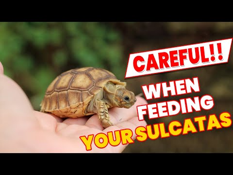 Top 8 important points to note while feeding your Sulcatas - Quick African spurred tortoise Guide