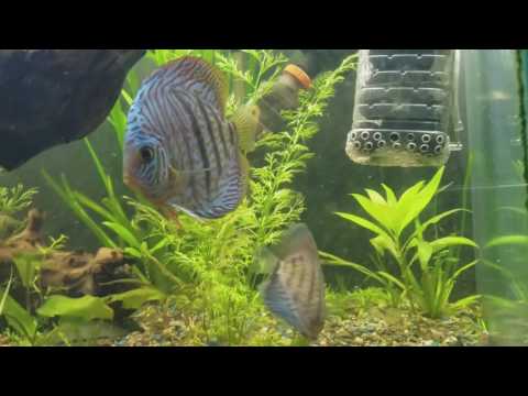 Discus update 200 gal planted tank