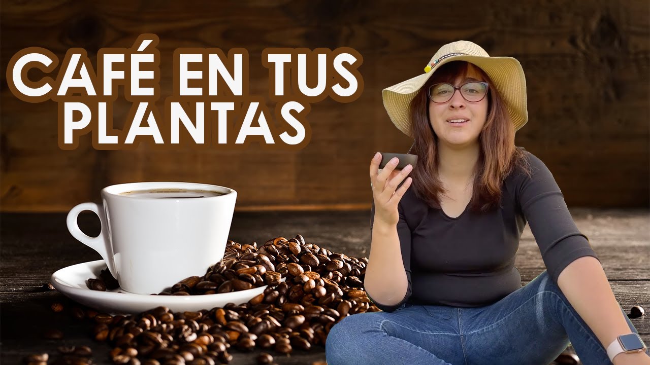 El Café: Un Aliado Secreto para Tus Plantas 🌿☕️💚 ¡Descubre sus Beneficios!