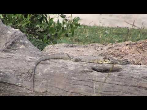 Djuma: Water Monitor Lizard at his log home - 17:43 - 11/21/18