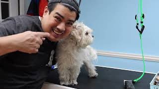 Shaving a matted maltipoo/ Dog groominng in Queens NY by Dalila's Pet Grooming School