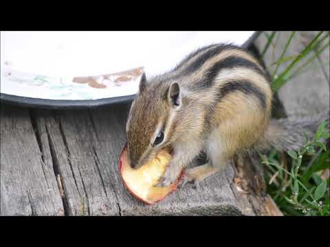 Funny creature - a chipmunk! Eating an apple!