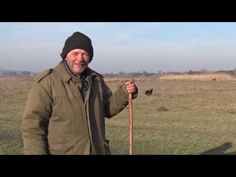 Pouzdan čobanin - osnova za uspešno ovčarenje