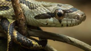 Texas Rat Snake Facts - Bravest Snake in America!