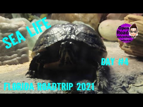 Sea Life Orlando Aquarium/Full Tour - Icon Park