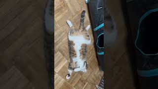 【猫動画】へそてんする猫 動画です… #猫動画 #猫かわいい #猫がいる暮らし #ねこ #ネコ