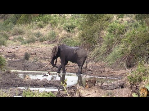 Rare Sighting Of "Vusopfa" A Large Kruger Park Tusker