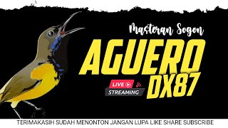 Download lagu 🔴LIVE masteran Sogon Aguero dx87 mp3