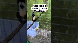 Download lagu Terbukti ! Cara Setting Kandang Ternak Murai Batu @garudamuraibf #muraibatumedan #ternakmuraibatu mp3