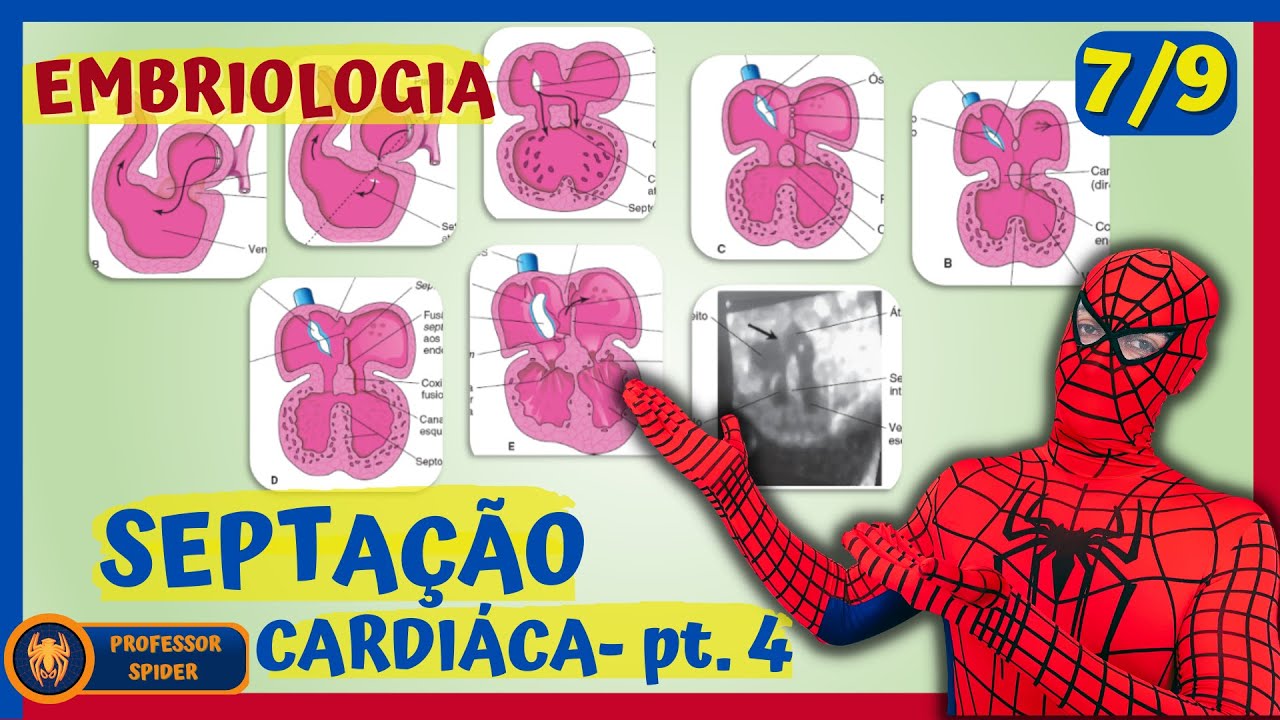 Aula Embriologia | Embriogênese cardíaca | 7-9
