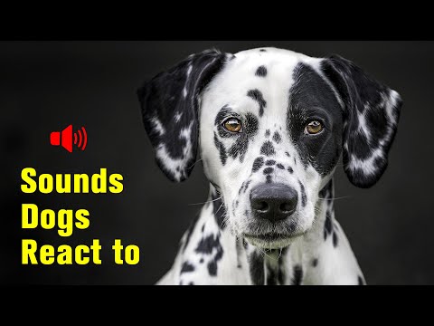 5 Sounds Dogs React to - Play to your dog! 🐶