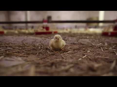 Lonely chick 😭💔 All of the other sized hens are killed and we are eating them as multi named foods!