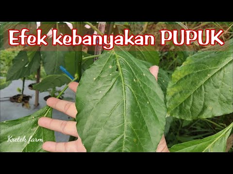 , title : 'Tanaman cabe rawit kaliber yang kebanyakan pupuk'