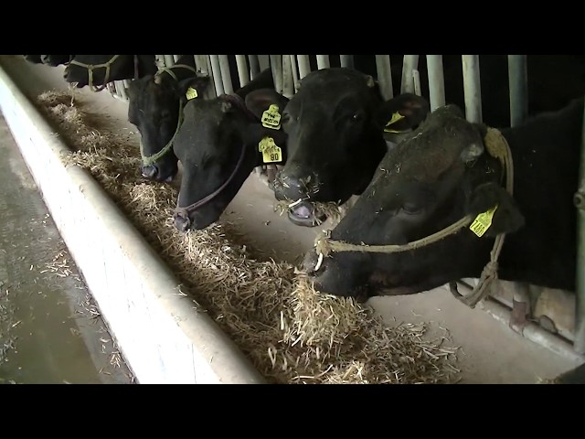 リフトベールクラッシャー