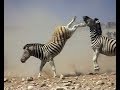 Zebra Stallions Fight For Supremacy Over A Harem