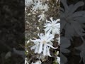 Magnolia symbolizes purity and nobility, and prosperity and good health