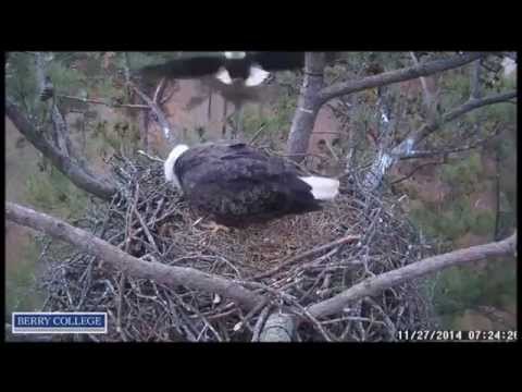 2014 11 27 Berry College Eagles:  Early Thanksgiving Morning