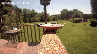 Archive Files of Birdbath Cam Compilation 20250613 C