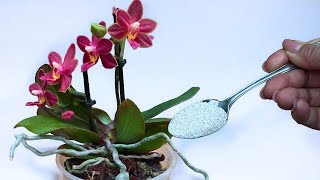 Machen Sie das unbedingt im Herbst mit einer Orchidee! Da freuen sich auch die schwächsten Orchideen