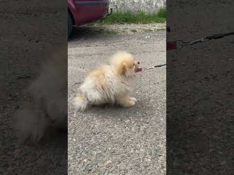 Zara nu vrea lesă 😱🤯 #sofiabrindas #vlog #funny #zara #pomeranian