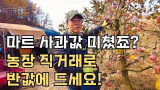 사과값 폭등? 충북 영동 첼리팜 가정용 사과(작은 흠집 사과 + 정품)  저렴하게 팝니다! ????