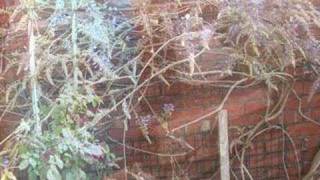 Cocaine Blues by Woody Guthrie - How does my garden grow?