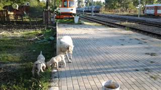 preview picture of video 'SALENTO: CUCCIOLI e MAMMA vivono tra i binari di una stazione ferroviaria!'