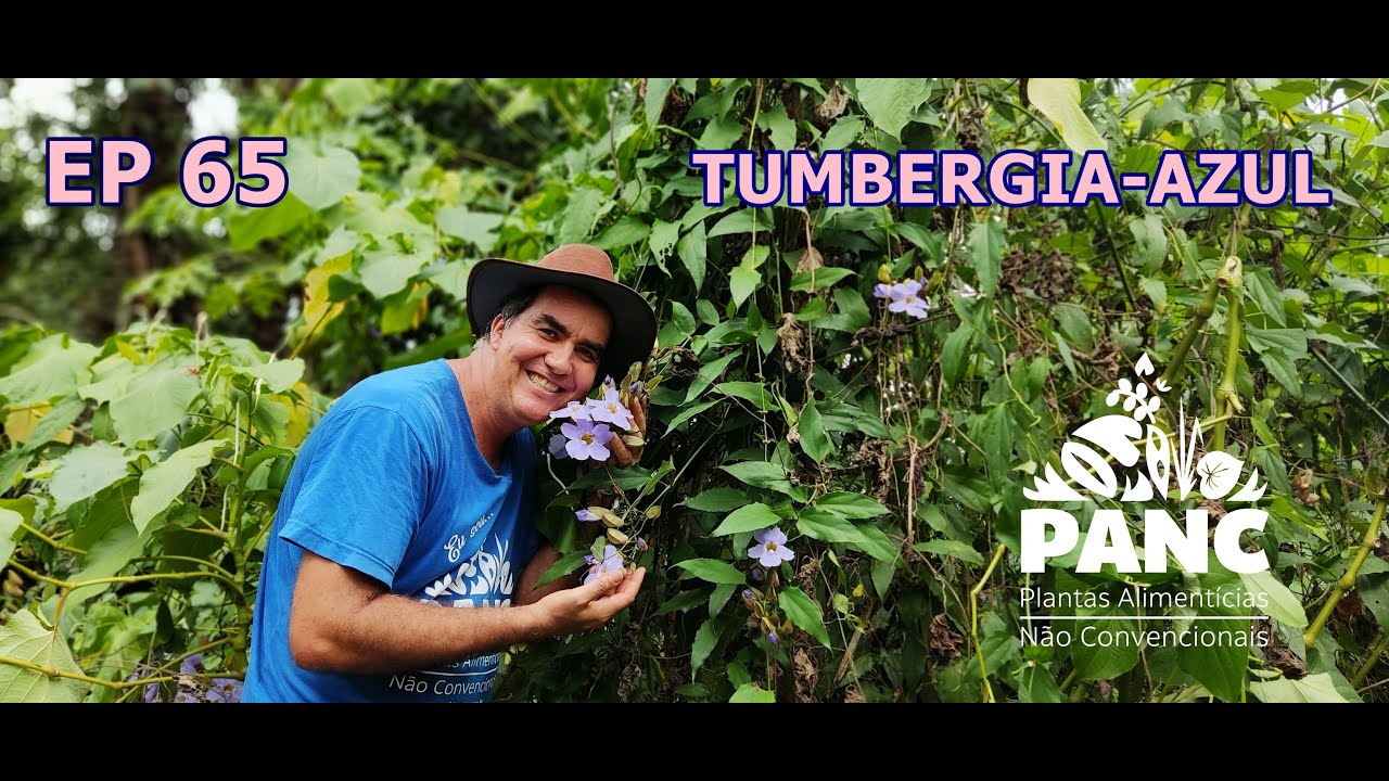 EPISÓDIO 65 -TUMBERGIA-AZUL | #pancnaveia #valdelykinupp
