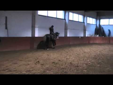 Ikke Van Het Bloemenhof  (Cicero Z x Full Speed V H Bloemenhof)