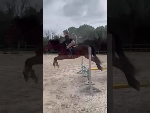 Tr&eacute;s beau Selle Fran&ccedil;ais