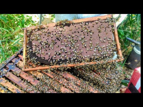 1 brood frame and 1 food frame - swarm multiplication.