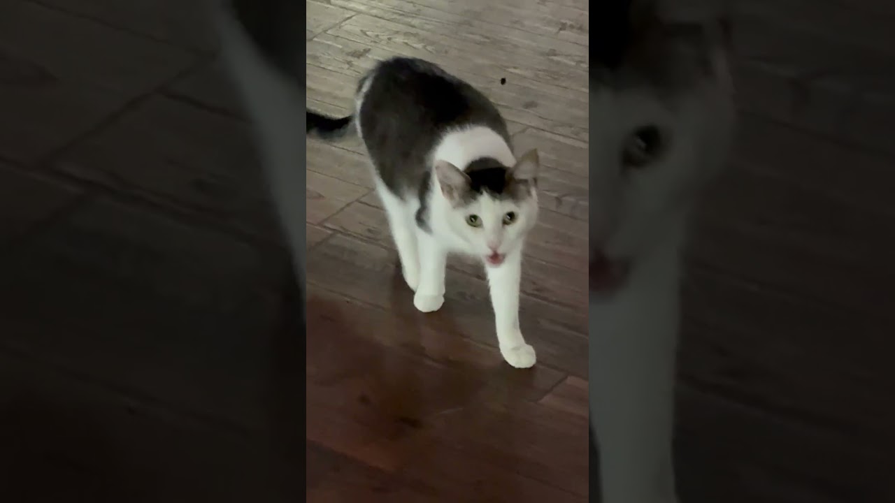 Collette, an adoptable Domestic Medium Hair in Beaufort, SC video 6/6