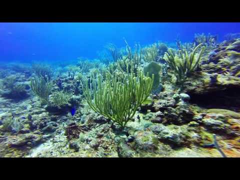 Scuba diving at The Wall, Guanica Puerto Rico