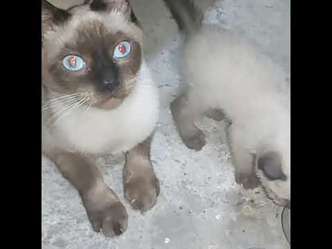 SIAMESE CATS WITH BLUE EYES AND GLOW RED AT NIGHT