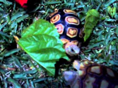 YouTube Video CRPk7HLT7SM