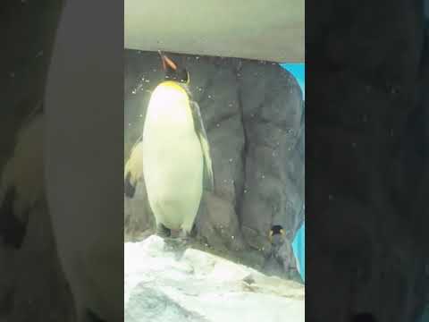 へーわのしょーちょー