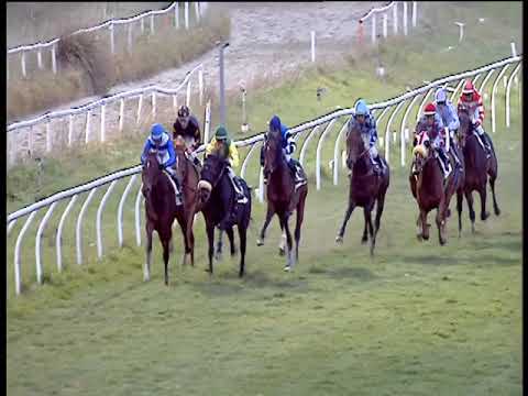 Galoppo 26/02/2019 - 5ª corsa