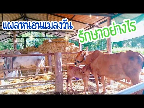 โรคสะเก็ดเงิน Evalar ครีม อาบน้ำที่มีโรคสะเก็ดเงินมีอาการคัน
