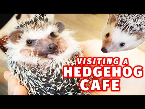 Visiting a Hedgehog Cafe in Japan