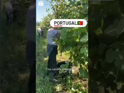 Hard work in real life in Portugal pendu jatt #hardwork  in Europe #shorts #portugal