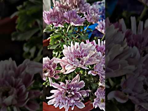 Chandramalika Flower🌸 #flowers #beutifull #chandramalika #1000subscriber #gardenflower  #plants