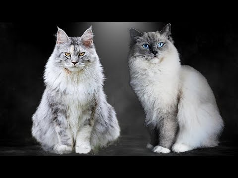 Maine Coon vs Ragdoll - What Are the Differences?