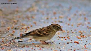 The Stray Birds - &quot;Best Medicine&quot;