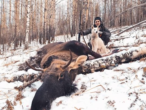 Охота на лося. Лайки и одностволка.